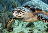 Grand Cayman - Caribbean