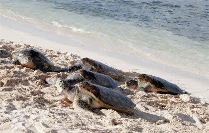 British Airways - Grand Cayman - Caribbean