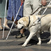 Guide dog