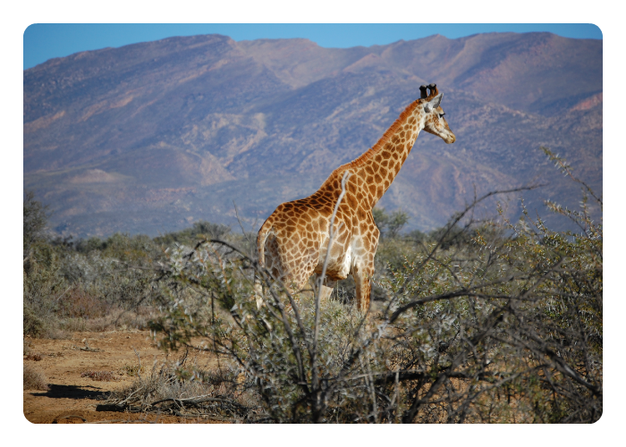 Projects have been established to help protect a number of environments.