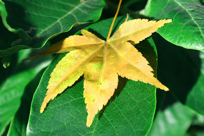 Pa ddyfyniad sy’n perthyn i’r llun?