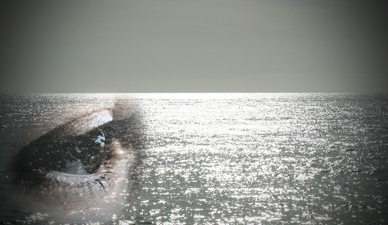 Pa ddyfyniad sy’n perthyn i’r llun?