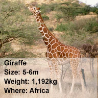 giraffe