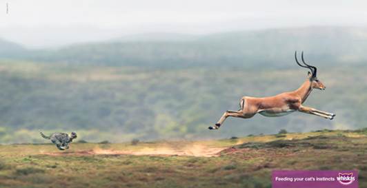 Big Cat, Small Cat advert