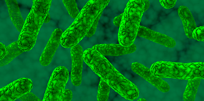 Bacteria