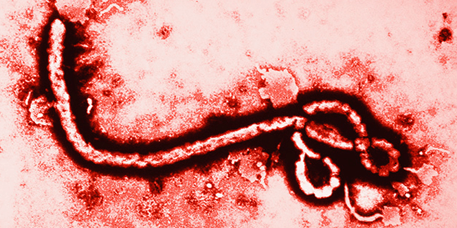 Viruses