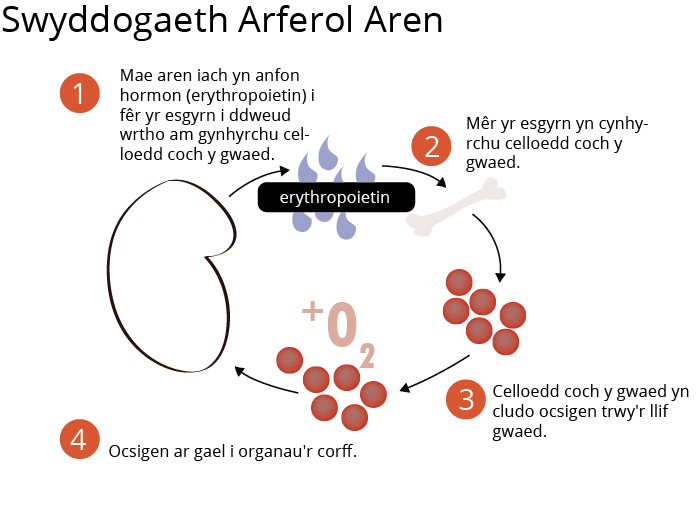 % of maximum rate of energy production