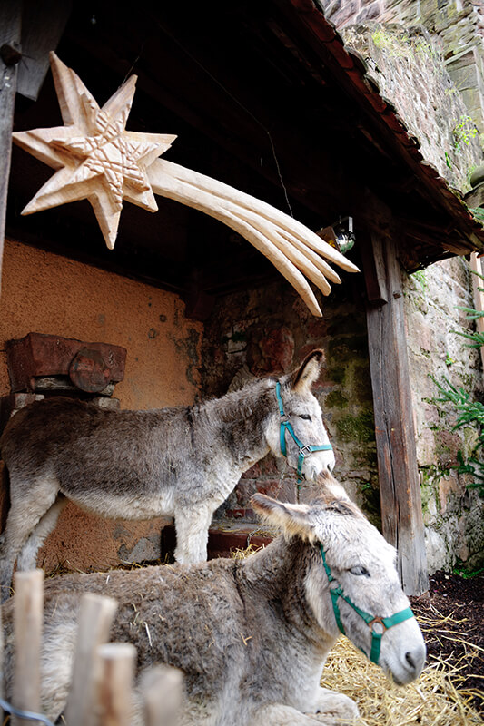 donkey