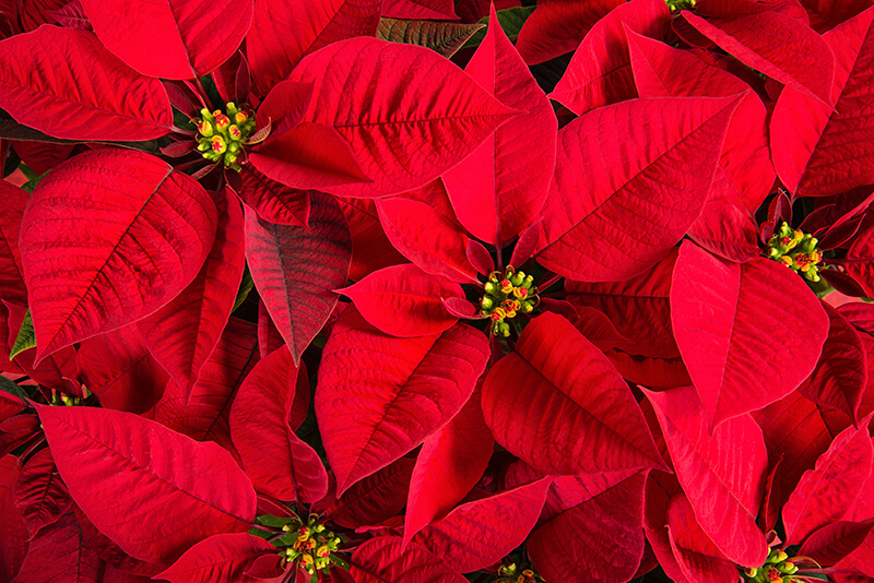 poinsettia