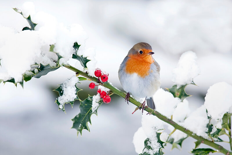 robin