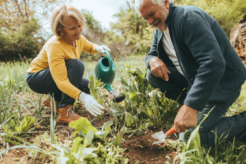 Elderly couple gardening
