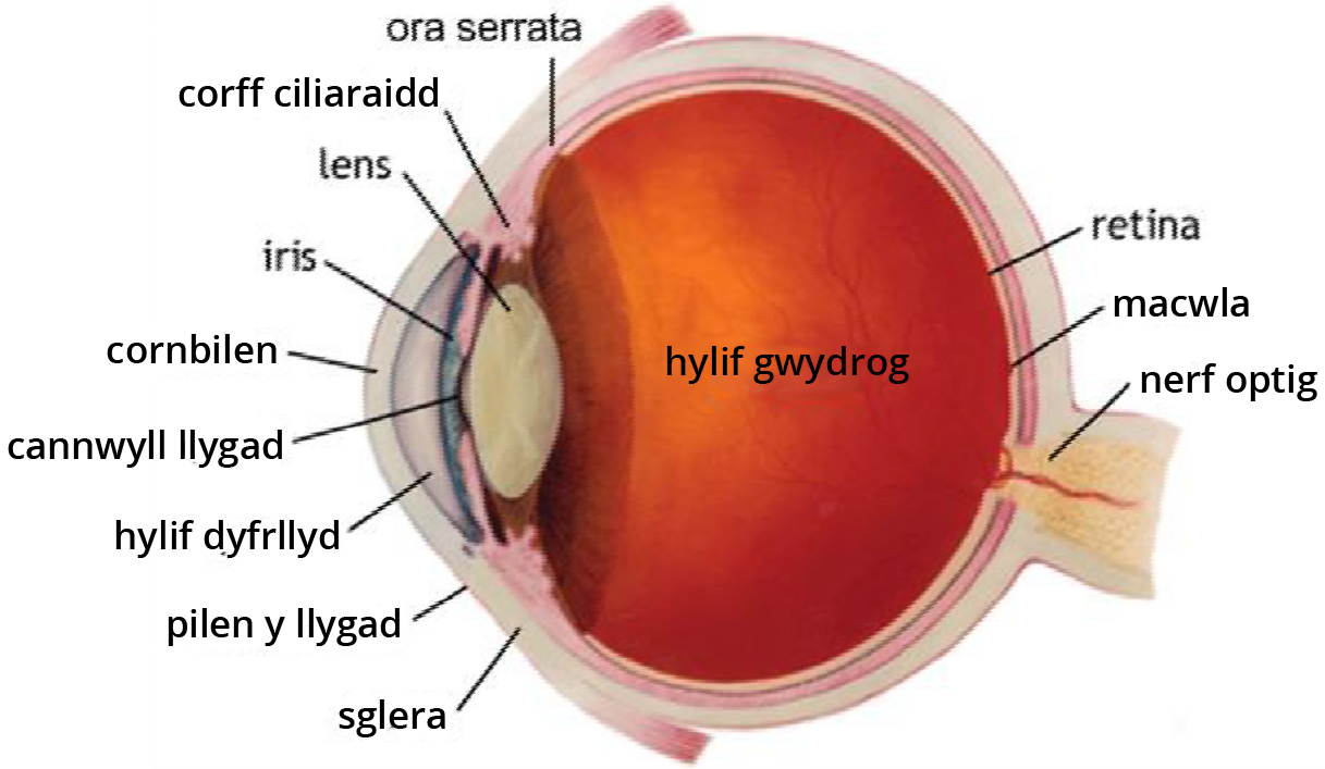 Eye diagram