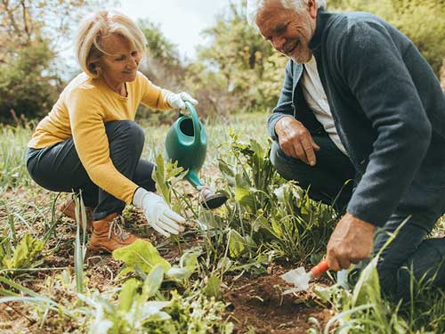 elderly couple gardening