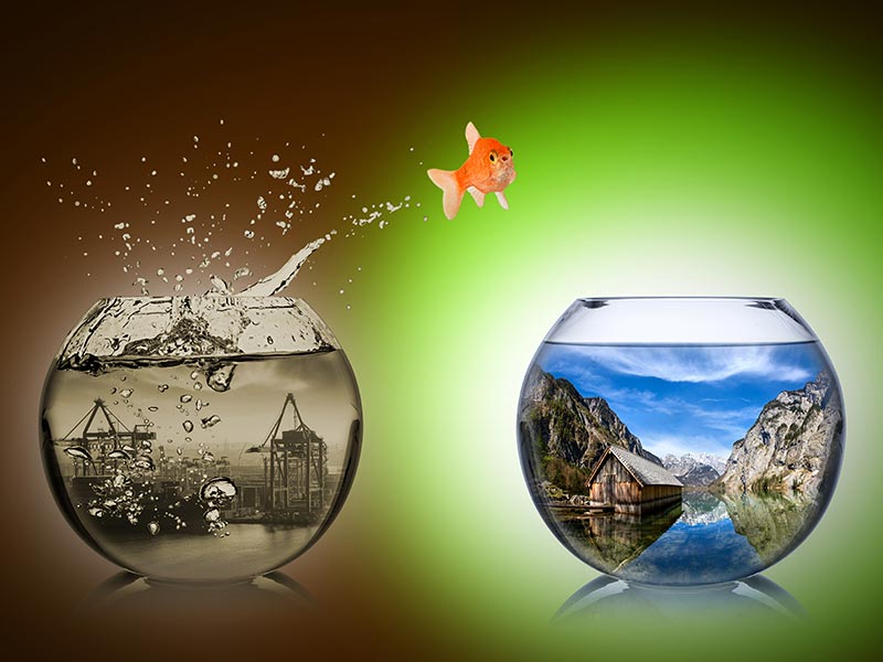 A goldfish jumping between bowls