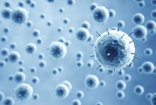 Bacteria