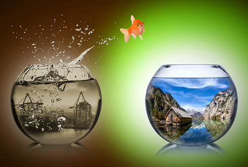 Goldfish jumping from a bowl of dirty water to a bowl of clean water
