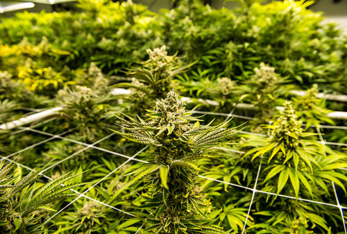 Cannabis plant