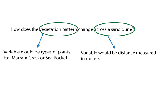 vegitation pattern