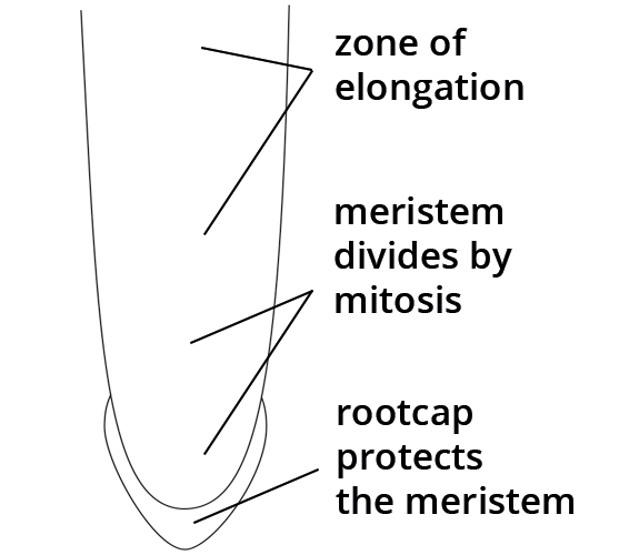 Root Tip Ext Code Blended Learning