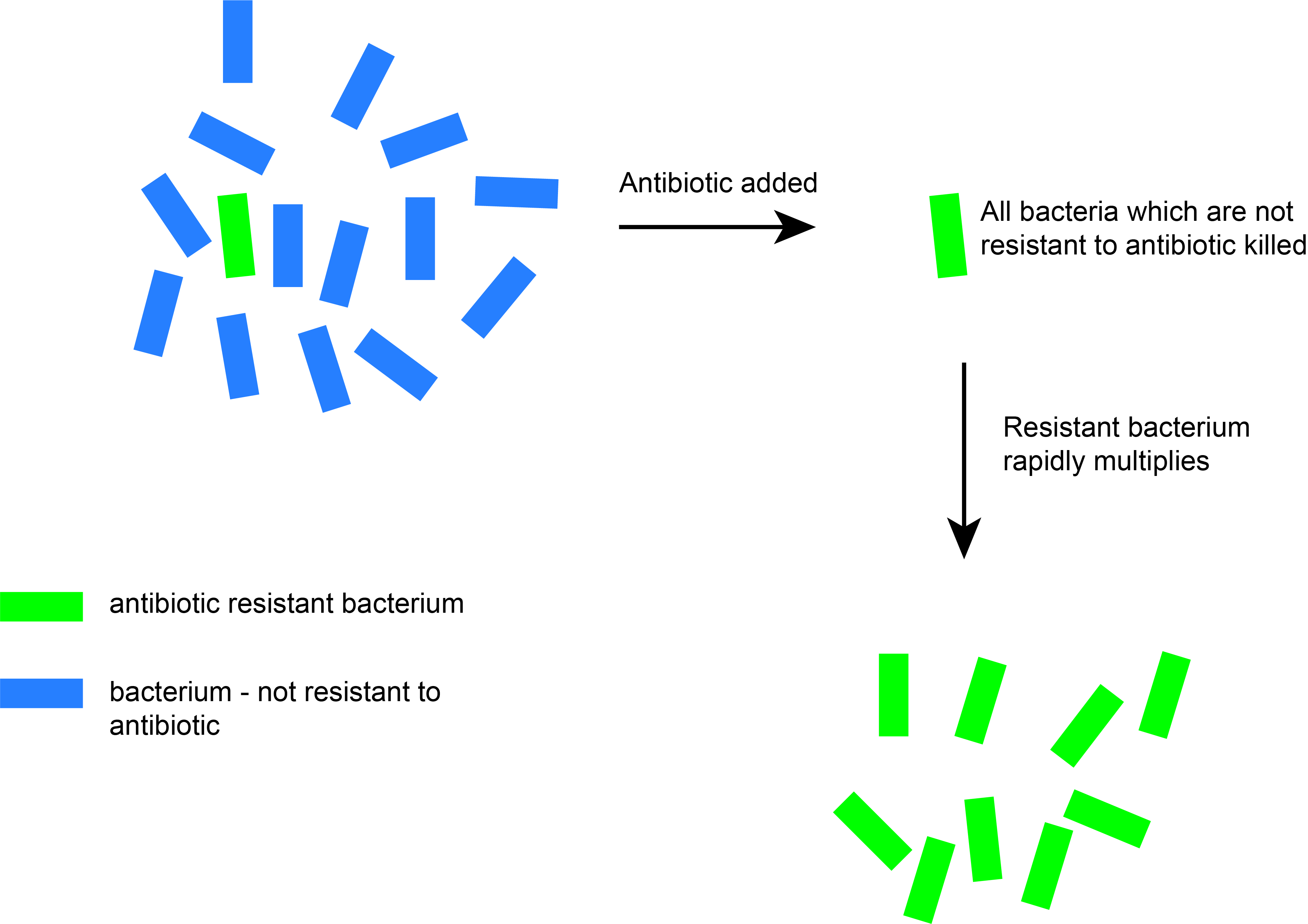 Rest Bacteria Blended Learning