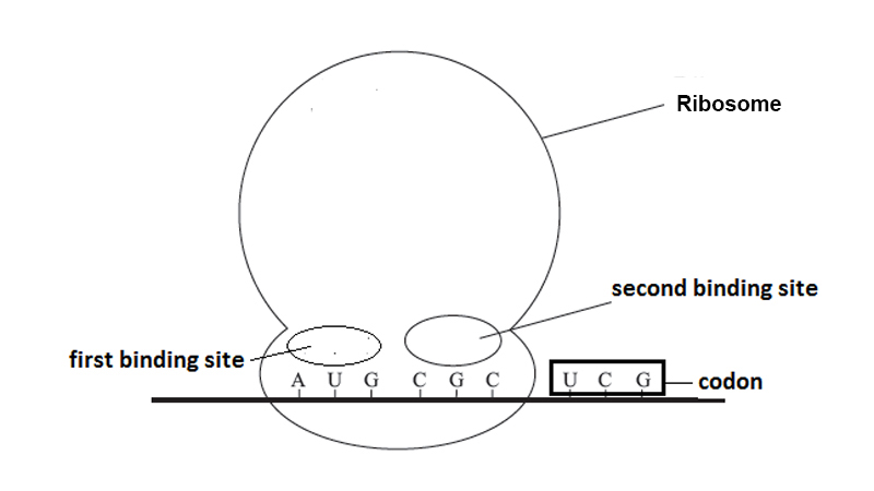 Codon Location Blended Learning