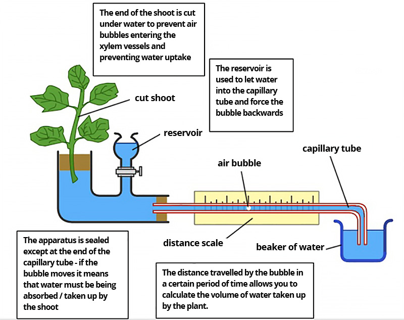 Potometer Drawing Blended Learning