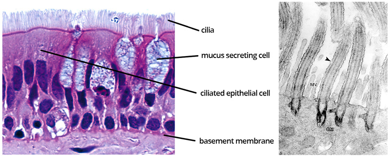 Labelled Diagram Of Ciliated Epithelial Cell