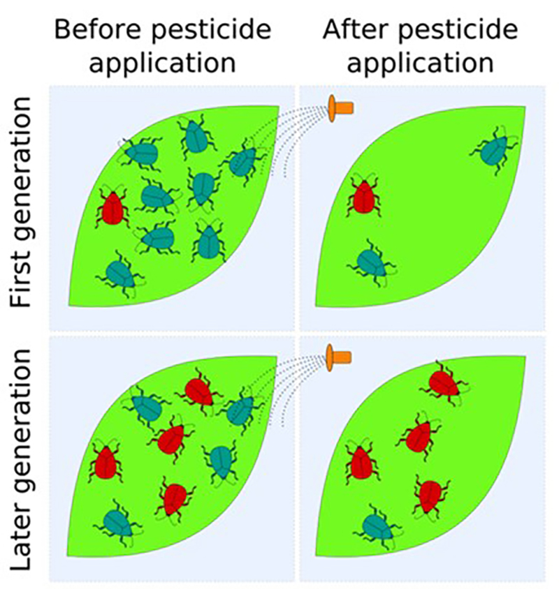 Pesticide Inversion Blended Learning