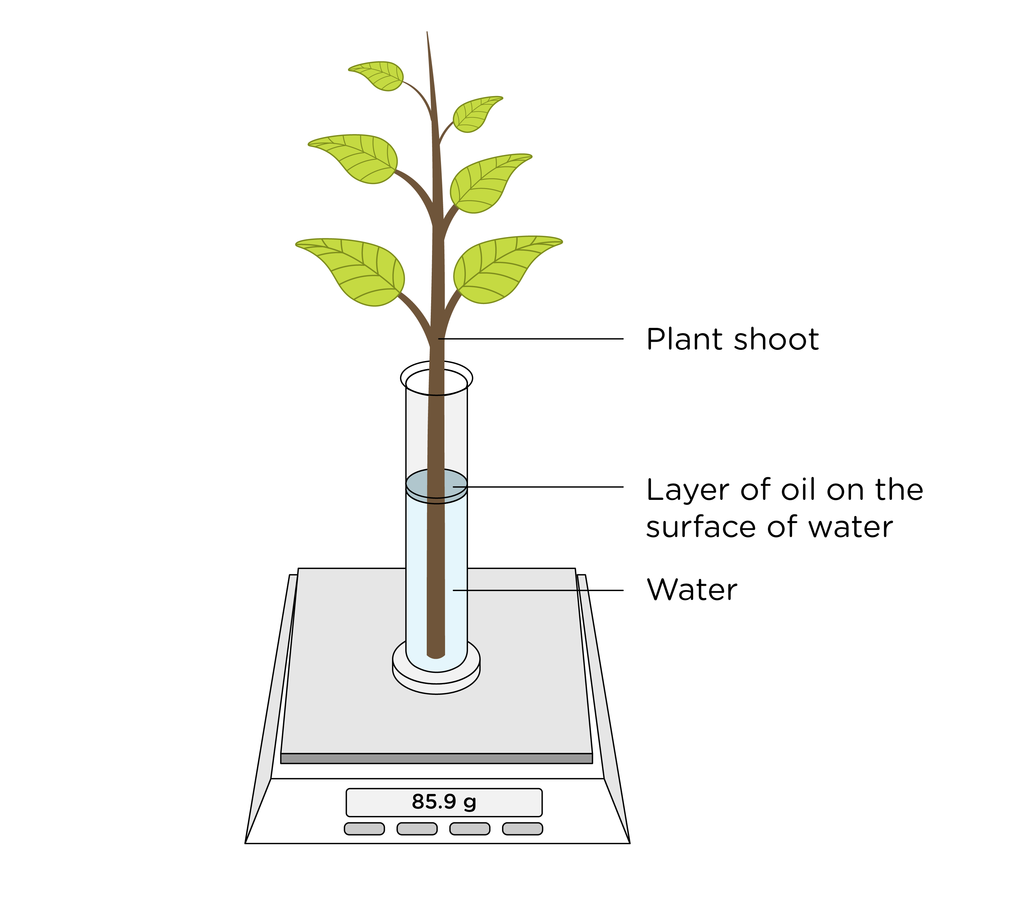 Transpiration Supplement Lab Blended Learning
