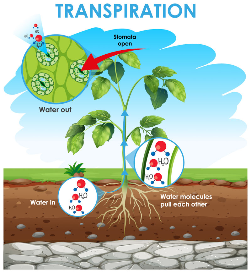 Transpiration System Blended Learning